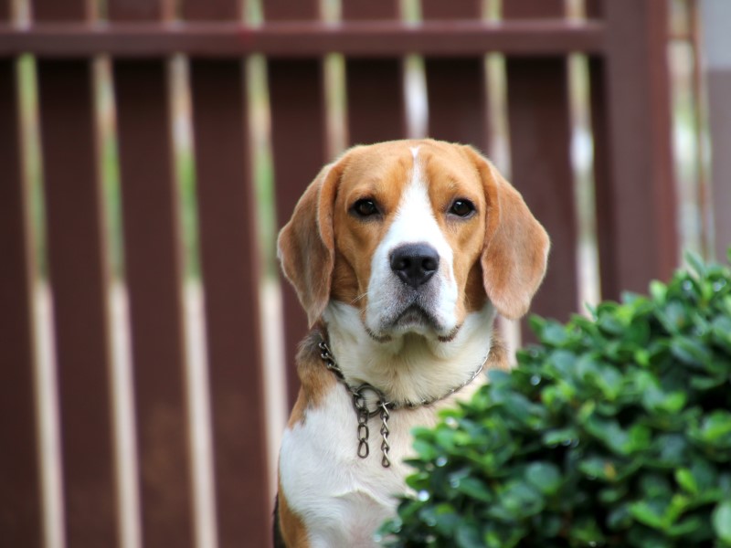 Expert fence industry article - Tips for Dog Fences
